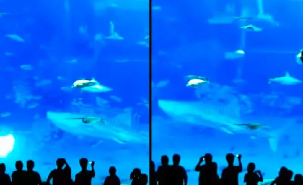 Риба се самоуби след уплаха от светкавица на фотоапарат в аквариум  ВИДЕО 18+