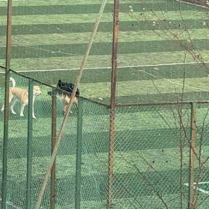 Стопани разхождат кучетата си из спортни игрища За тази нова