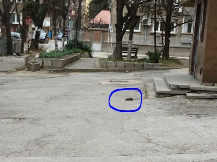 Плъх притича из Пазарджик, заподозряха котките в бездействие СНИМКА