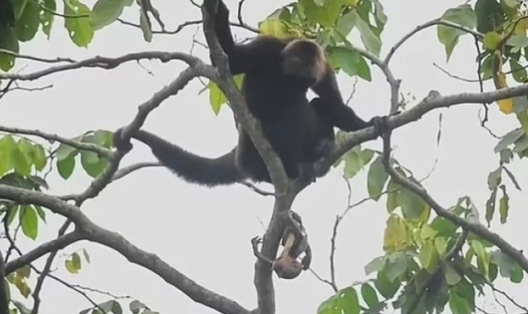Рядка паякообразна маймуна роди на 15 м височина: бебето оцеля по чудо