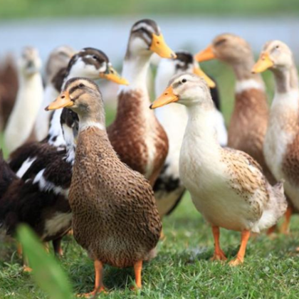 Откриха огнище на птичи грип във Великотърновско Вирусът е установен