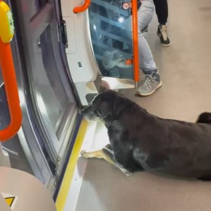 Любопитен пътник се появи в столичния градски транспорт Куче се качило