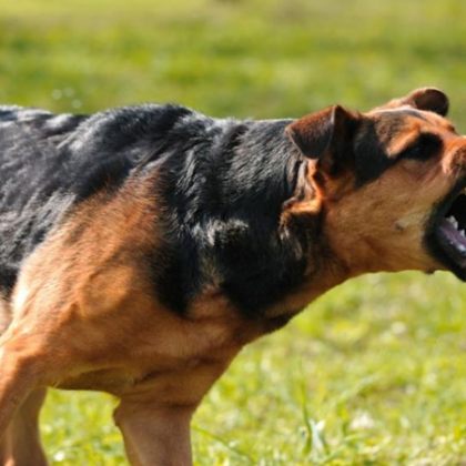 Жители на Самоков се оплакаха от куче за което твърдят