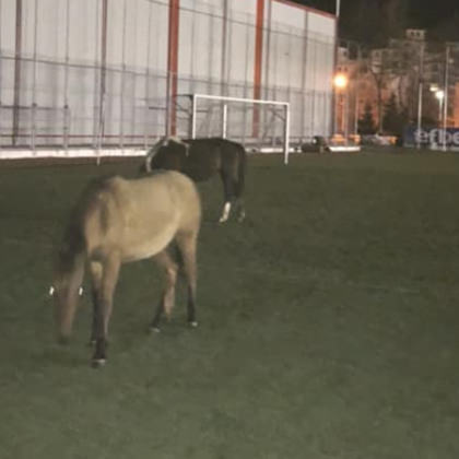 Изтървани коне наториха градския стадион в Несебър В социалната мрежа