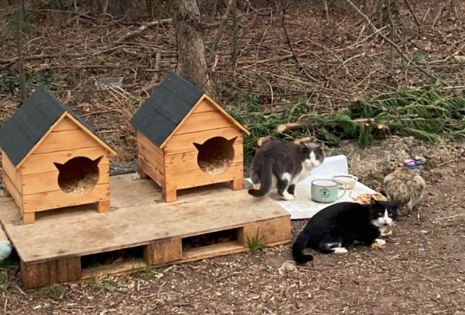 Добро срещу зло: Изградиха къщички на пухкави котаци, вече откраднаха една