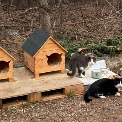 Красиви къщички за котки във Варна трогнаха потребители в мрежата