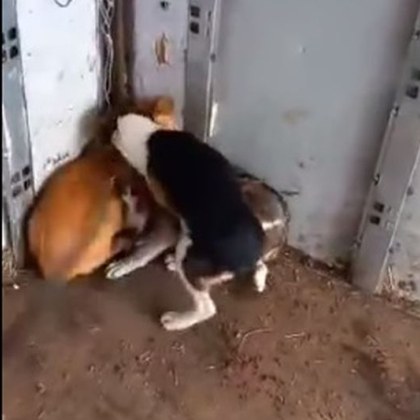 Кошмарен клип показващ как мъже бият с лопата малки кучета