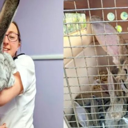 Алекс 30 килограмов заек който беше спасен от клане през 2020