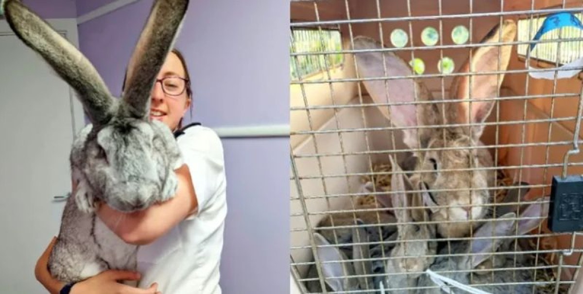 Спасен от клане 30-килограмов заек стана звезда в социалните мрежи СНИМКИ