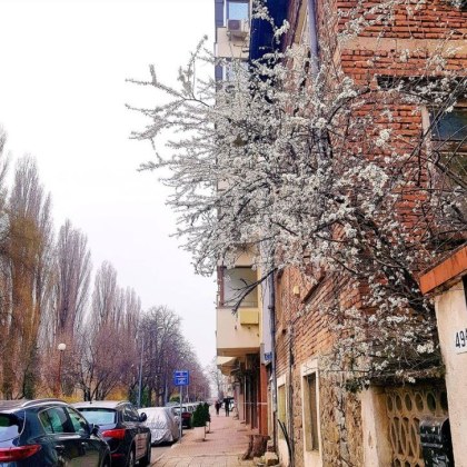 Пролетта сякаш е подранила в Пловдив Това се разбира от