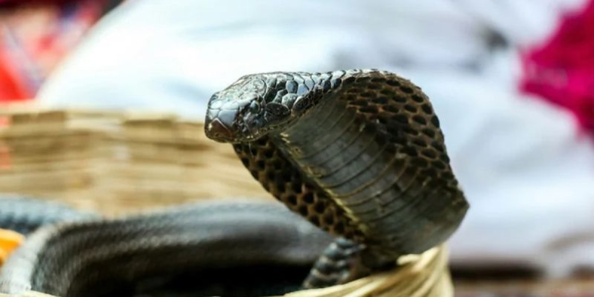 Край на смъртните случаи от ухапване на змии? Създадоха универсална противоотрова