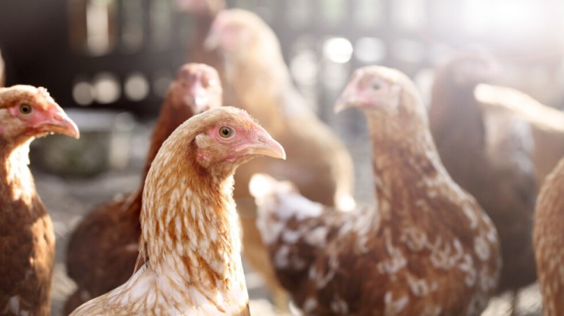 Откриха огнище на птичи грип във ферма с 40 000 птици