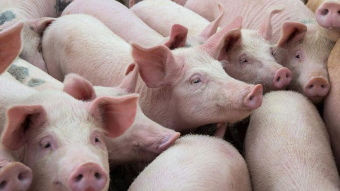 Една трета от свинското месо у нас е родно производство