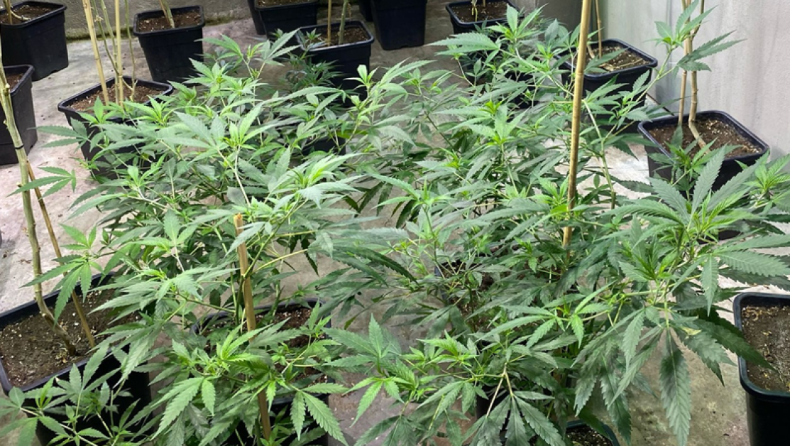 ГДБОП разкри високотехнологична оранжерия за марихуана СНИМКИ