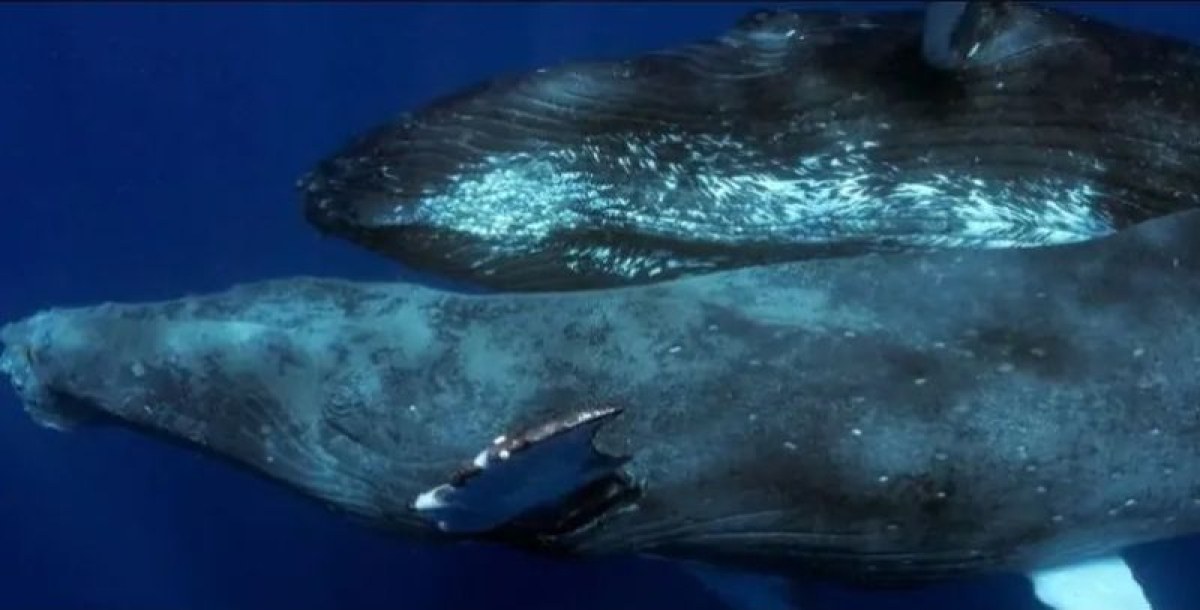 За първи път наблюдаваха секс на китове: има повече въпроси, отколкото отговори