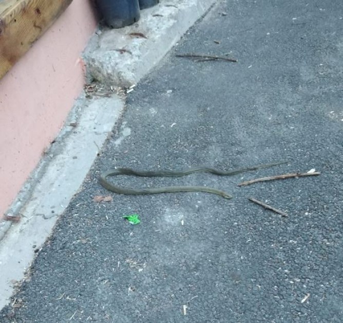 Едно наум: змия изпълзя на улицата в наш град СНИМКА