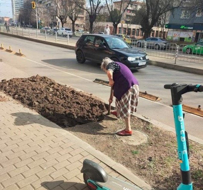 Кадър на деня: Възрастна жена прекопава градинка на булевард, а младите?