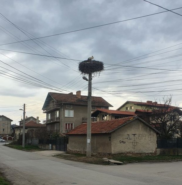 Първият щъркел долетя в София! СНИМКА