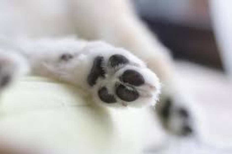 Отровиха малко домашно кученце в двора на жена