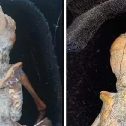 Мистериозна нова мумия на зародиш е открита в Колумбия и някои изследователи