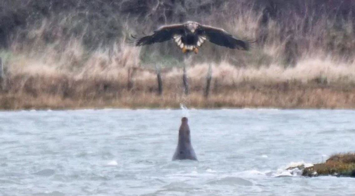 Тюлен нападна огромен орел, използва хитър трик СНИМКИ