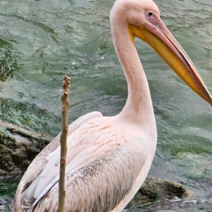 Краси розов пеликан е избягал от зоопарка във Варна За
