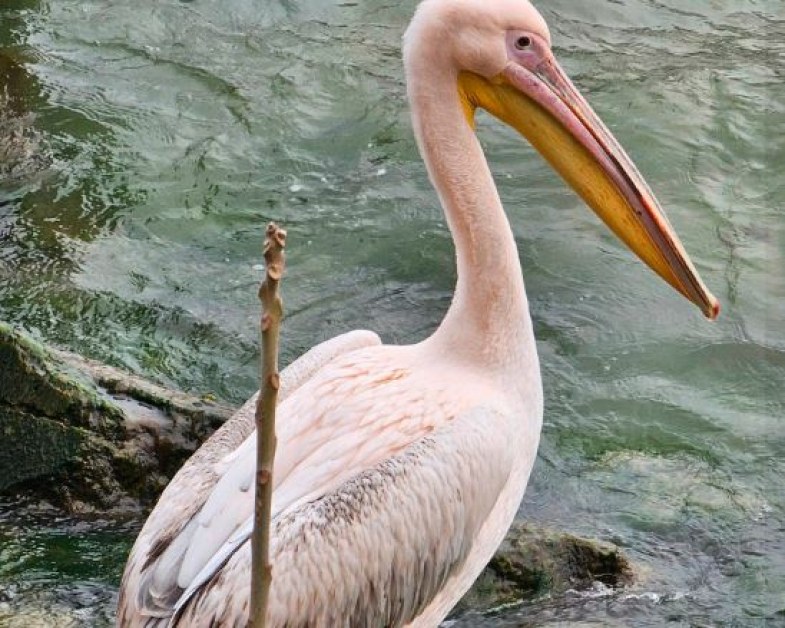 Краси розов пеликан е избягал от зоопарка във Варна. За