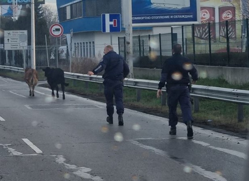 Крави припкат из София, полицаи ги подкараха СНИМКИ