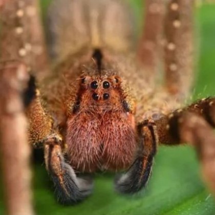 Бразилските скитащи паяци от род Phoneutria известни още като бронирани паяци