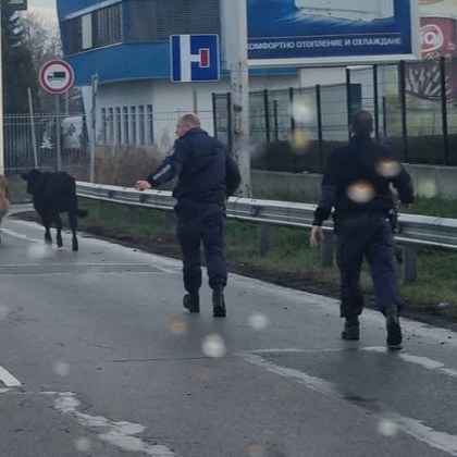 Крави припкат из София, полицаи ги подкараха СНИМКИ