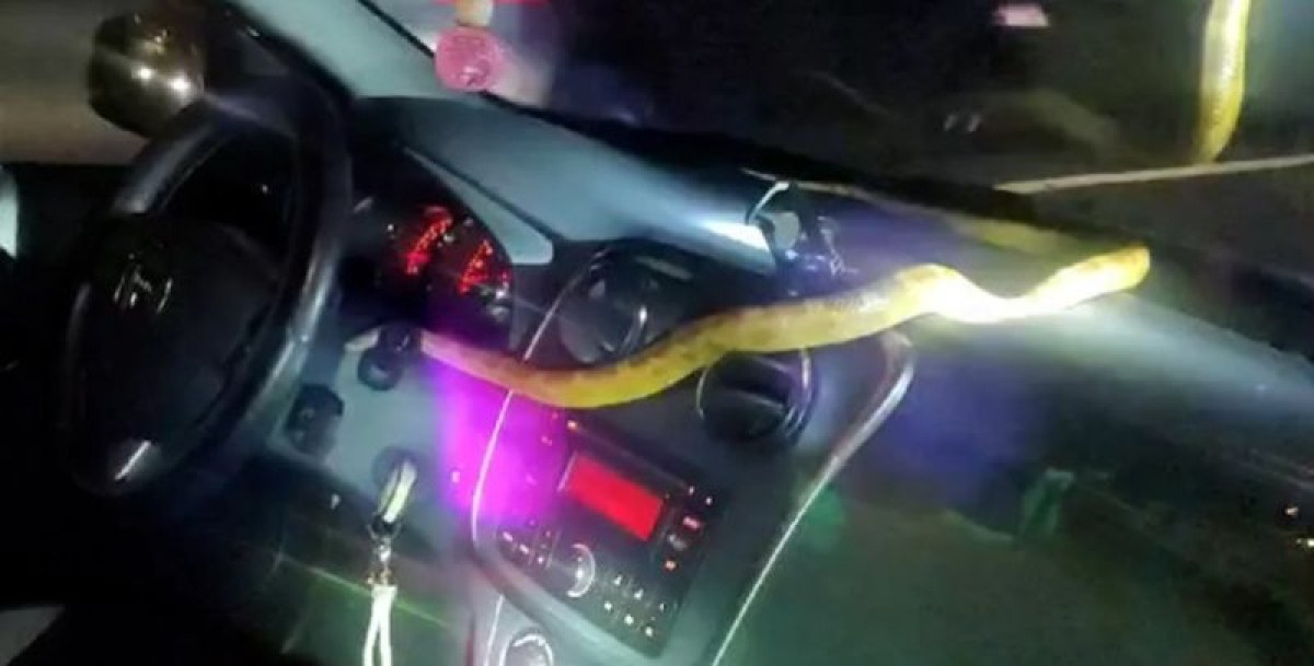 Жена откри 1,5-метрова змия в колата си в европейска столица ВИДЕО