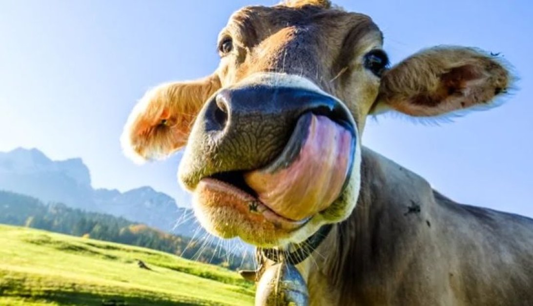 Крава беше кръстосана с човешка ДНК: млякото й започна да произвежда инсулин
