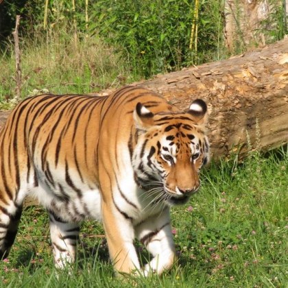 На 19 годишна възраст почина сибирската тигрица Шели това съобщиха от