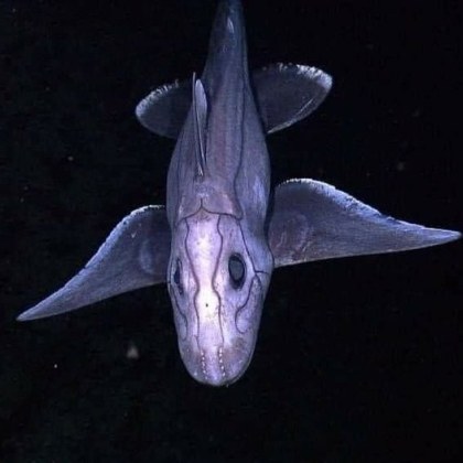 Nеобичайно изглеждащи видове акули бяха открити дълбоко в океана Учените