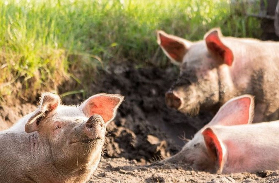 Откриха чума по свинете в Пловдивско, определиха охранителна зона