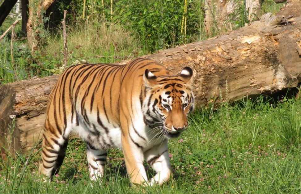 На 19-годишна възраст почина сибирската тигрица Шели, това съобщиха от