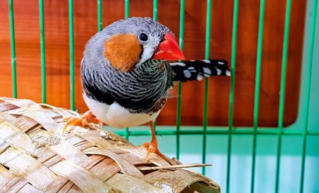 Птиците от вида зеброва амадина пеят една-единствена песен през целия