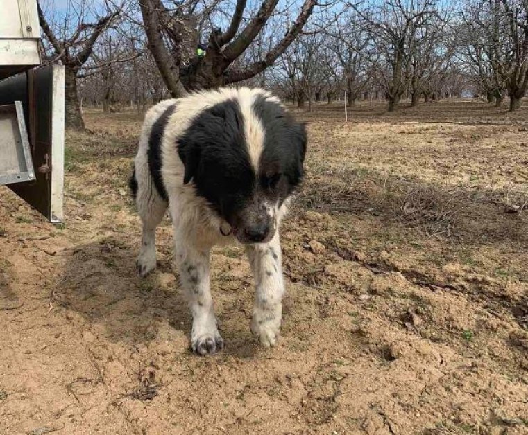 Откраднаха куче от пловдивско село, предлагат възнаграждение СНИМКИ