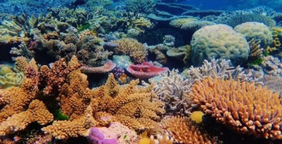 Извънземно влияние: нещо кара кораловите рифове да звучат различно