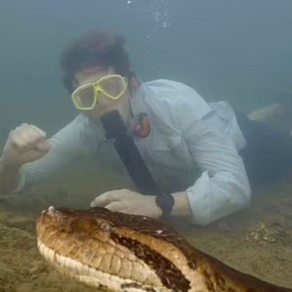 Учените скърбят за загубата на най голямата змия в света наречена