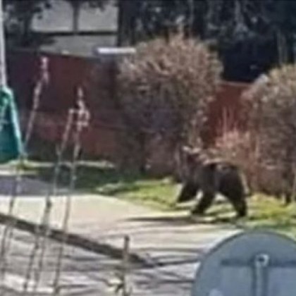 Кафява мечка ранила петима души в словашко градче е била