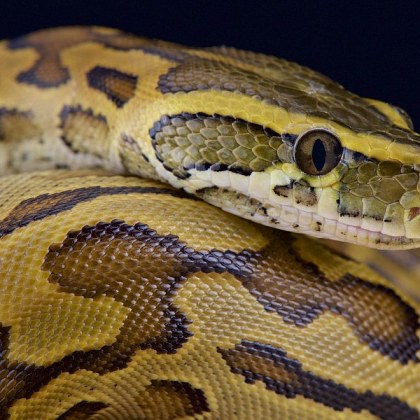 Змия почти удуши до смърт водещия на токшоуто на Канал