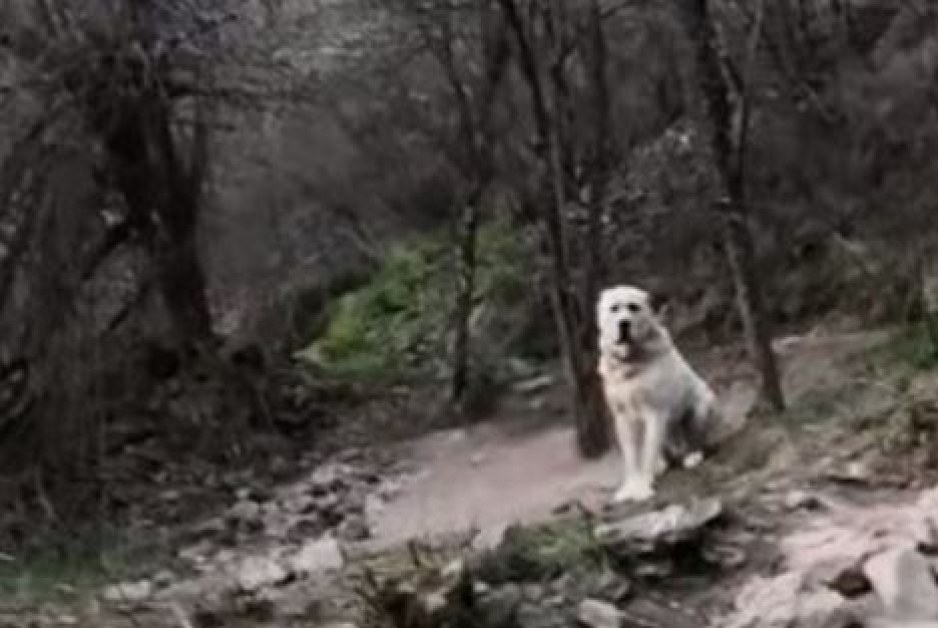 Откриха завързани кучета в гора. Използвани ли са за боеве? ВИДЕО