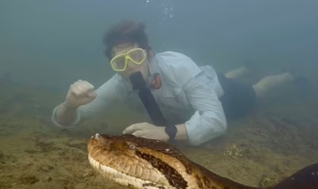 Учените скърбят за загубата на най-голямата змия в света, наречена