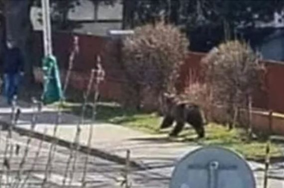 Кафява мечка, ранила петима души в словашко градче, е била