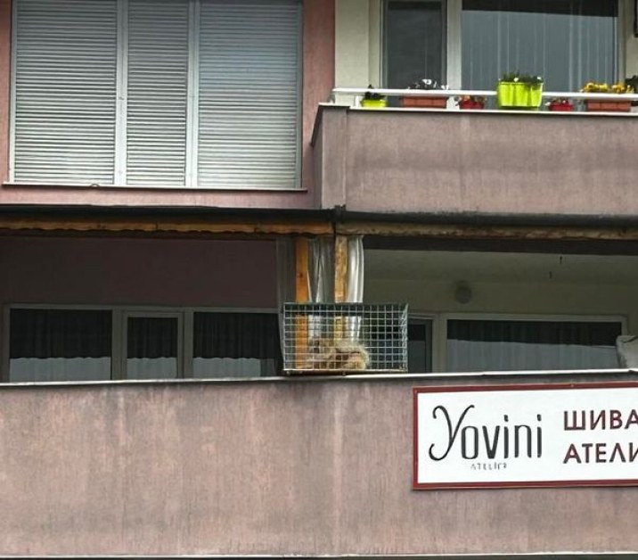 Абсурдна ситуация в Пловдив.Малко кученце е било затворено в клетка