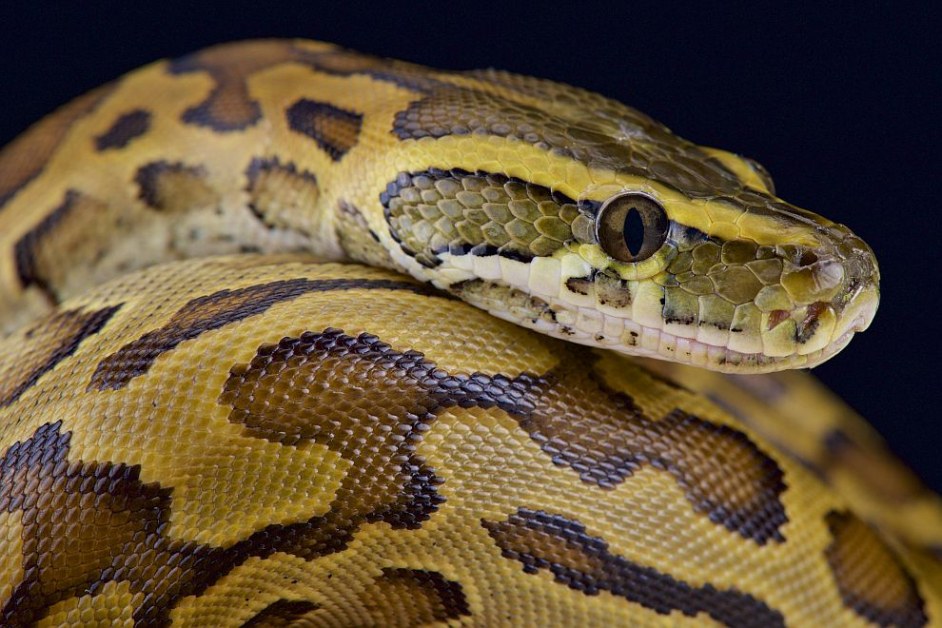 Змия почти удуши до смърт водещ в ефир  ВИДЕО