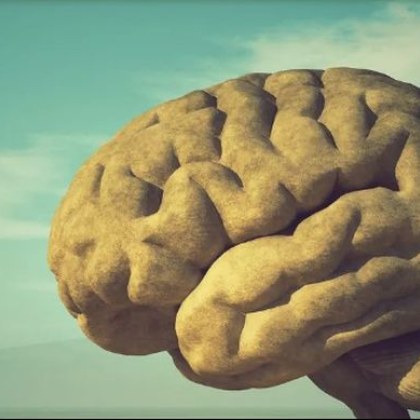 Ново проучване показва че размерът на човешкия мозък се е