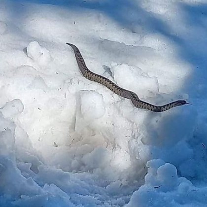 На необикновена гледка се натъкна туристка в Стара планина Змия плъзнала