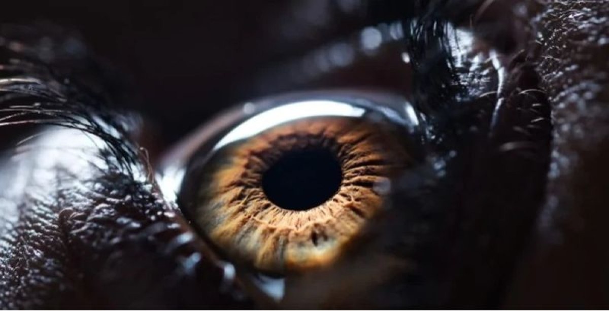 Очите издават: учени разбраха как да разпознаем риска от ранна смърт